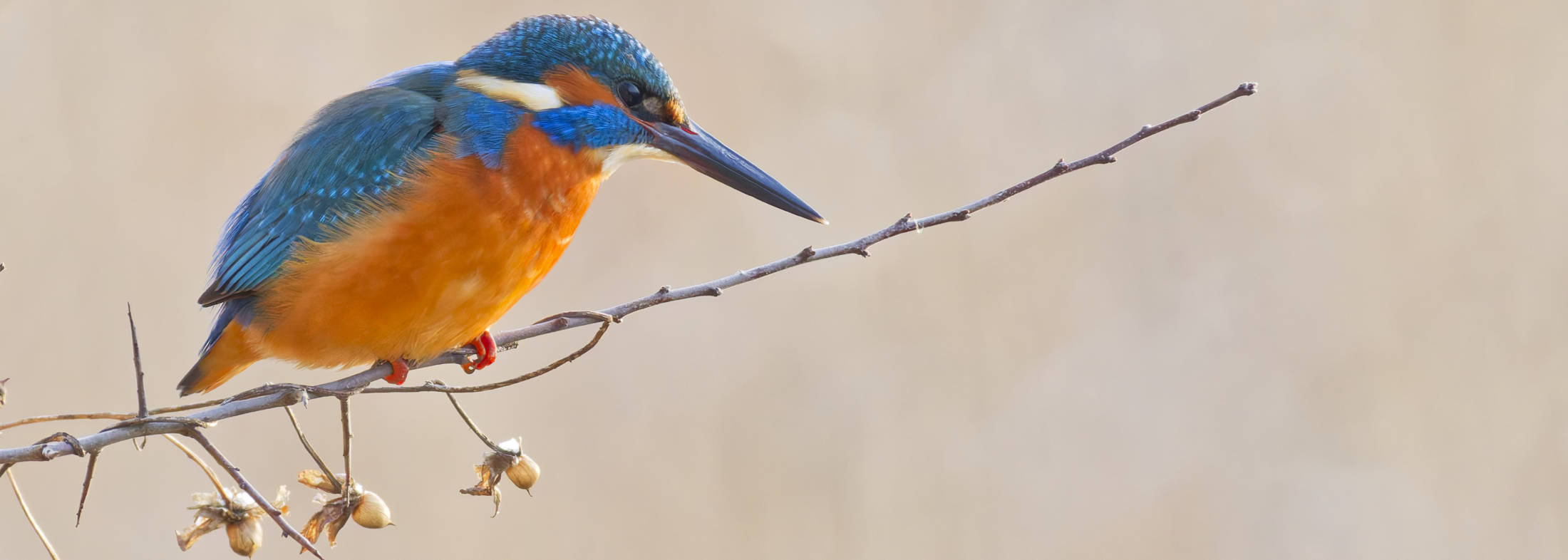 Winter am Allerkanal